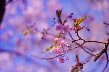 Obraz premium Cherry blossoms and blue sky - one day in Japan