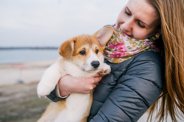 Welsh corgi pembroke puppy on its owners hands