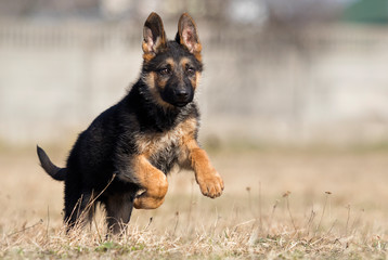german shepherd puppy outdoors