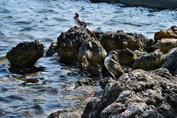 Group of mediterranean shag (halacrocorax aristotelis desmarestii) in summer standing on a rock