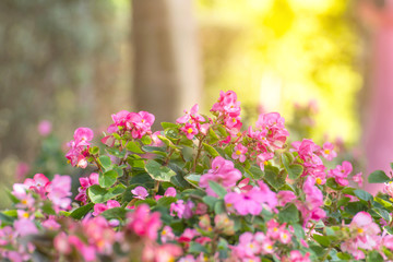 Obraz premium Flower field beautiful in the gardening of background,Garden spring season flowers