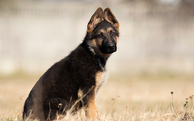 puppy breed German shepherd on a street walk