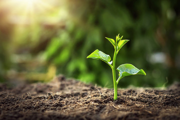 young tree growing in garden with sunrise. eco concept earth day