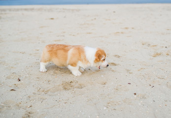 Welsh corgi pembroke puppy smelling sand