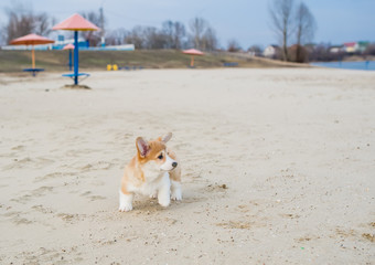 Cute puppy playing on the sandy beach.