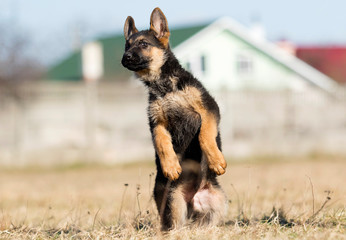 puppy breed German shepherd on a street walk