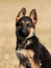 puppy breed German shepherd on a street walk