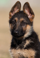 puppy breed German shepherd on a street walk