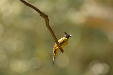 Black-crested Bulbul (Pycnonotus flaviventris)