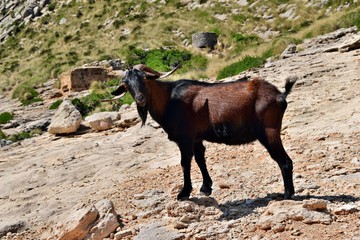 Wild tamed goat is looking and walking on the hill