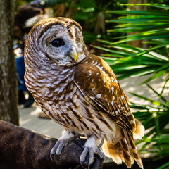great horned owl
