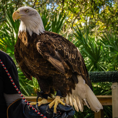 portrait of an eagle