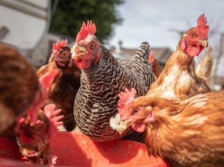Hühnerschar beim fressen