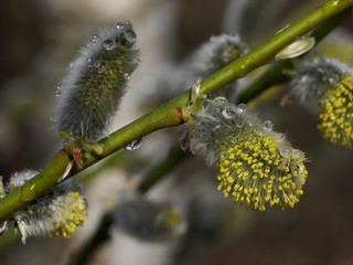 Early spring flowering male catkins (pussy willow, grey willow, goat willow). Branches with Expanded buds for Easter decoration. Close-up of Willow twig as a spring symbol, outdoor.
