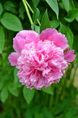 Large flower of a peony (Paeonia L.)