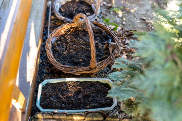 Cultivated land in a wicker basket in a home garden.