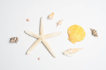 Fototapeta na wymiar Collection of- different seashells isolated on white