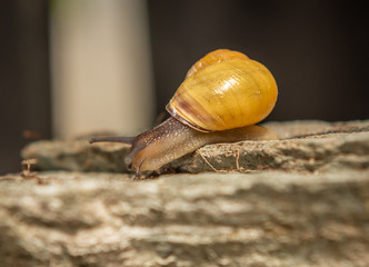 Schnecke mit Schneckenhaus