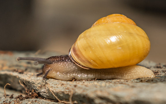 Schnecke mit Schneckenhaus