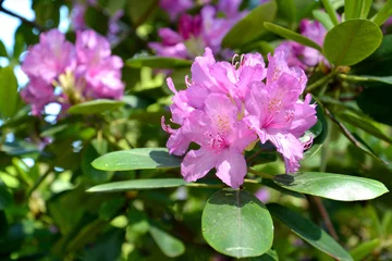 Papier Peint photo Lavable Azalée The blossoming pink rhododendron (Rhododendron L.)