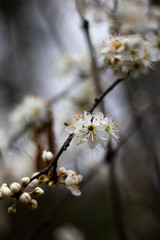 Common Hawthorn flowers Crataegus monogyna flowering in March forming hedgerow to farmland with shallow depth of field 