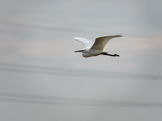 Little egret flying over the Silla harbor, at the entrance to the lagoon of Valencia, Spain