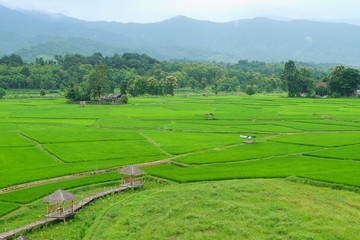 rice field in the morning