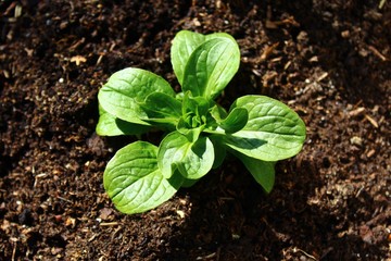 Ackersalat