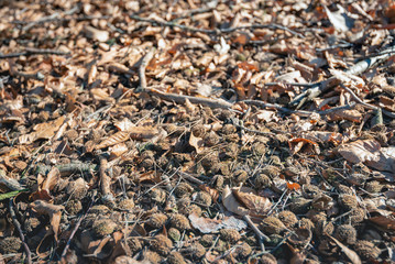 Forest floor under a beech tree