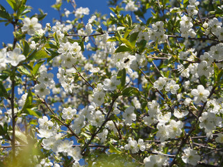 white Cherry flowers on branch tree at the springtime in sunny day