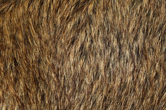 Wildschweinfell