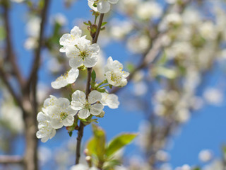 Cherry flowers on branch tree at the springtime in sunny day in the garden, blue sky background, copyspace