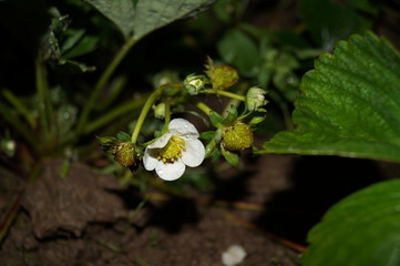 bee on a flower
