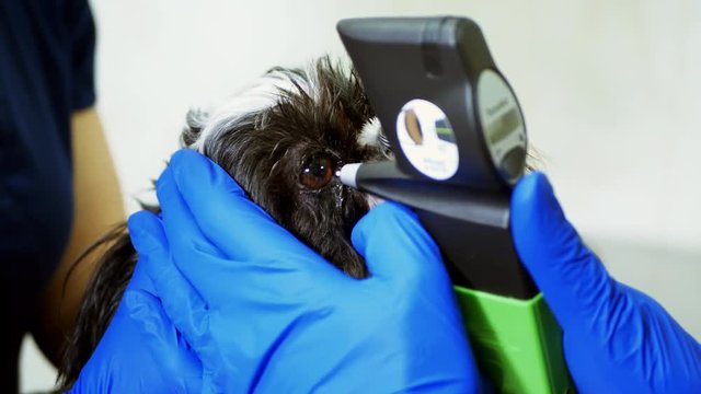 A veterinarian checks a dog's eye with an apparatus for checking intraocular pressure. Eye tonometer. Pet medicine