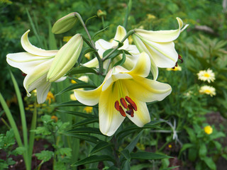 Closeup orange red yellow white Lily flowers in a garden bed, Macro shot, Pistil and stamen and bud and drop scent oil.