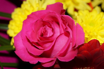 pink rose on black background