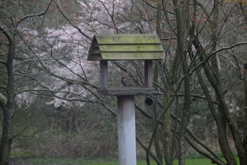 Off- blance Jay on a bird table