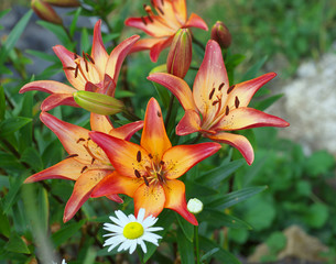 Closeup orange red yellow white Lily flowers in a garden bed, Macro shot, Pistil and stamen and bud and drop scent oil.
