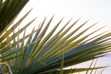 Palm tree in the background of a clear blue sky. Background for inserting an image or text on a theme - tourism, travel and leisure. Natural background