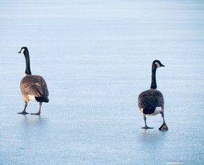 Geese on ice