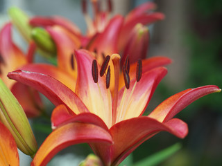 Fototapeta premium Closeup orange red yellow white Lily flowers in a garden bed, Macro shot, Pistil and stamen and bud and drop scent oil.