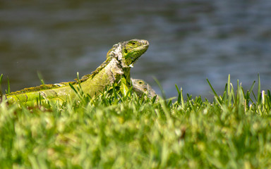 Green Iguana