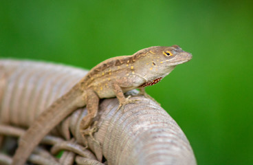 Lizard