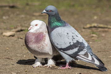 The spring is coming and animal love is everywhere around, pigeons couple hugging,  kissing and mating