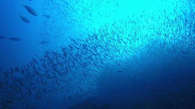Shoal of sardines fish and mackerels 