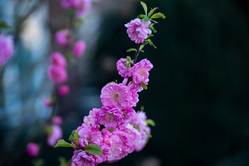 kwitnące drzewo © peter_313