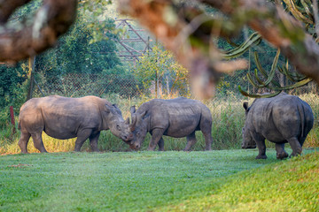 Naklejka na ściany i meble Rhino in Ziwa Park