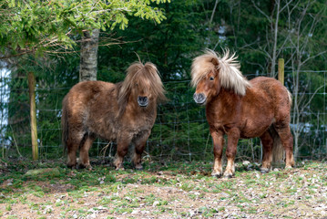 Fototapeta premium Shetland horse outdoors in sweden spring of 2019