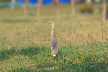 Chinese Pond-Heron  {Ardeola bacchus}