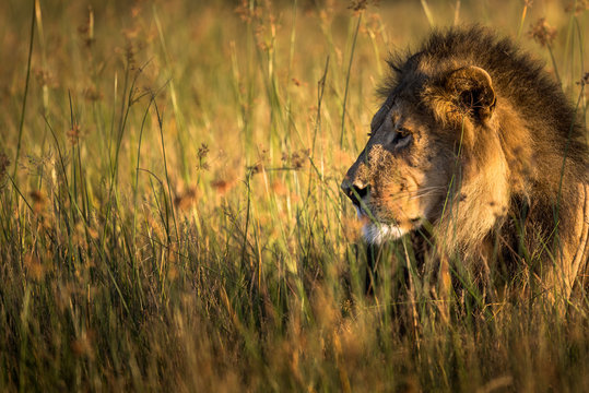 The consciousness of the reign II